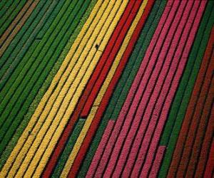 Puzle Campo de tulipas na Holanda