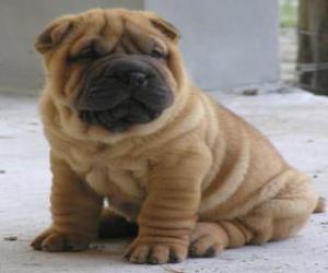 Puzle Cãozinho Shar-pei