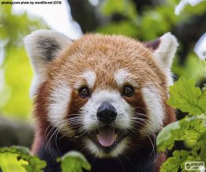 Puzle Cara o panda-vermelho