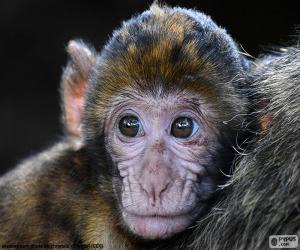 Puzle Cara pequeno macaco