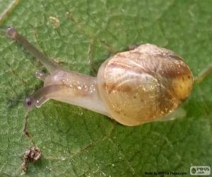 Puzle Caracol em uma folha