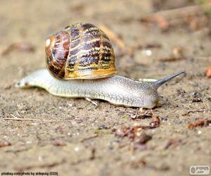 Puzle Caracol no chão