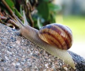 Puzle Caracol sobre uma rocha