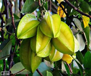 Puzle Carambola, frutas exóticas