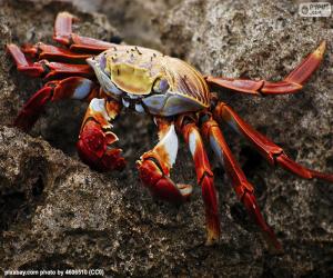 Puzle Caranguejo das Ilhas Galápagos