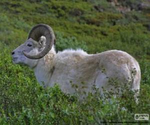 Puzle Carneiro-de-Dall ou Thinhorn (macho)