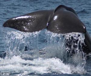 Puzle Cauda de baleia