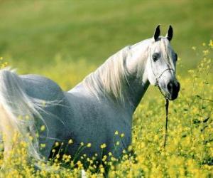 Puzle Cavalo árabe, branco no campo