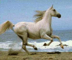 Puzle Cavalo branco ao galope na praia