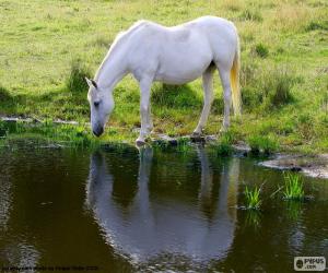 Puzle Cavalo branco bebendo