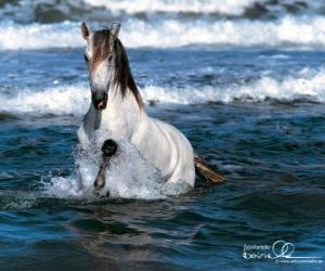 Puzle Cavalo branco no mar