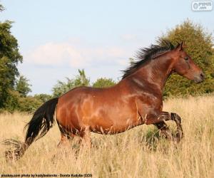 Puzle Cavalo castanho correndo