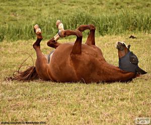 Puzle Cavalo chafurdar