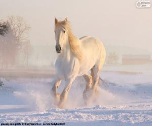 Puzle Cavalo correndo na neve