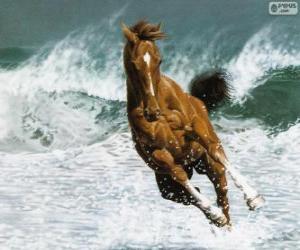 Puzle Cavalo correndo nas ondas
