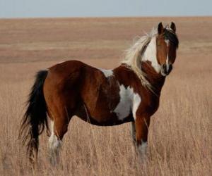 Puzle Cavalo de pele manchada