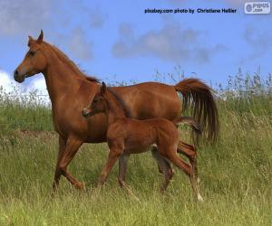 Puzle Cavalo e potro em um trote