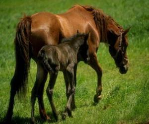 Puzle Cavalo e potro