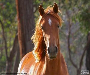 Quebra-cabeÃ§a de Cavalo marrom da frente para imprimir