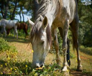 Puzle Cavalo pastando