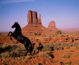Puzle Cavalo preto do deserto