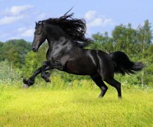 Puzle Cavalo preto