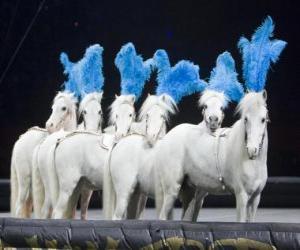 Puzle Cavalos agindo em um circo 