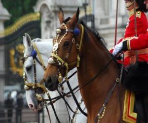 Puzle Cavalos com ornamentos