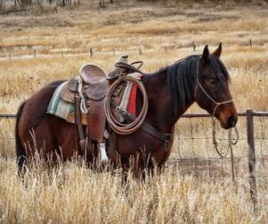 Puzle Cavalos de um vaqueiro