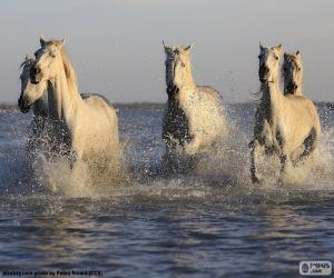 Puzle Cavalos na água