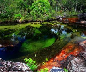 Puzle Caño Cristales, Colômbia