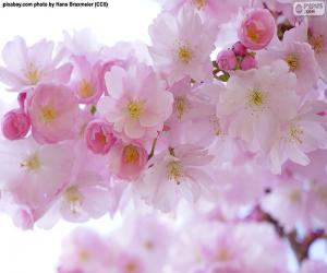 Puzle Cerejeiras em flor