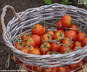 Puzle Cesta de tomate