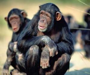 Puzle Chimpanzé sentado no chão