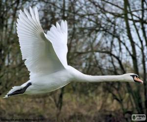 Puzle Cisne branco voando