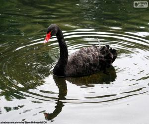 Puzle Cisne-negro