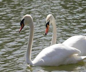 Puzle Cisnes que nadam calmamente