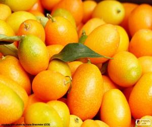 Puzle Citrus japonica ou cunquate