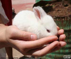 Puzle Coelhinho branco, mãos