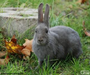 Puzle Coelho cinzento