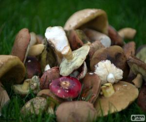 Puzle Cogumelos de vários tipos
