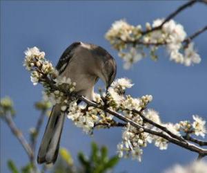 Puzle Colibri picando uma flor