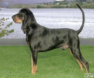 Puzle Coonhound preto e castanho