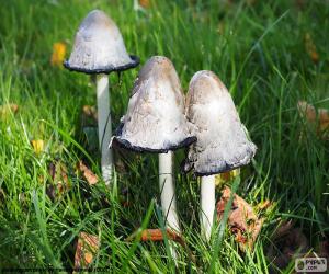 Puzle Coprinus comatus