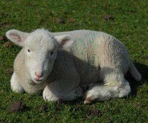 Puzle Cordeiro, anho ou borrego, uma pequena ovelha ou carneiro