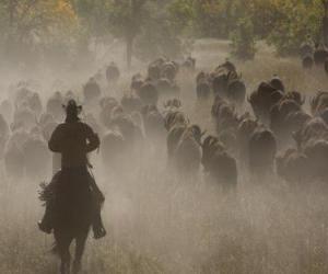 Puzle Cowboy conduzindo um rebanho