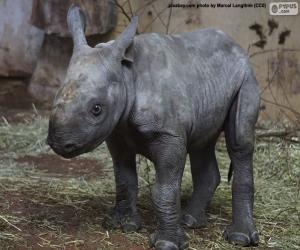Puzle Criação de rinoceronte-negro