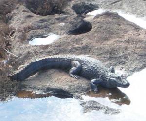 Puzle Crocodrile que entra no rio