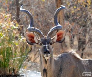 Puzle Cudu macho