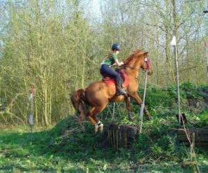 Puzle Curso técnico Equestre Concorrência, testa a compreensão entre cavalo e cavaleiro através de vários testes.